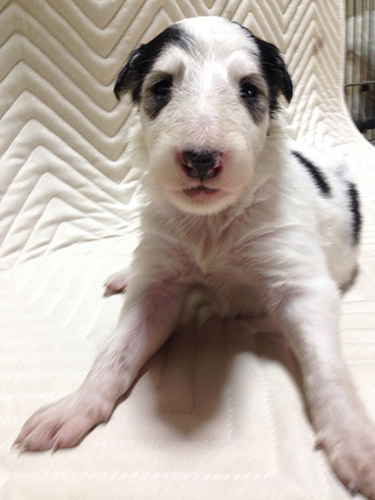 優雅なボルゾイの子犬! 犬の販売 1485