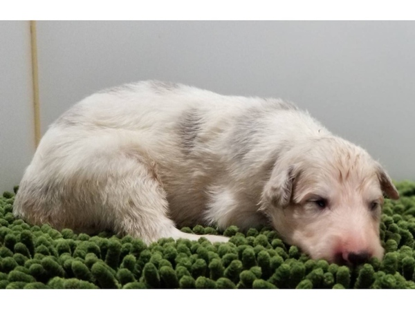 終了致しました。 犬の販売 1511