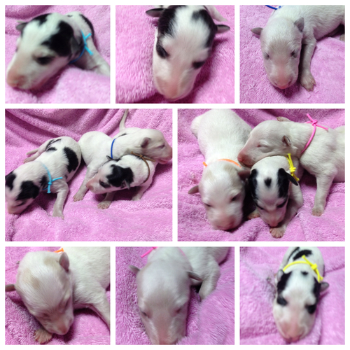 可愛いbabyたち 犬の販売 1537
