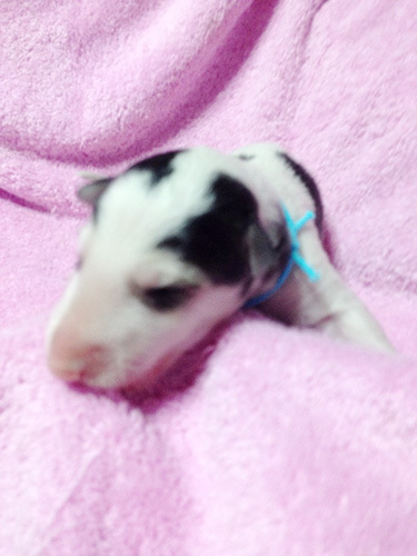 優雅なボルゾイの子犬! 犬の販売 1538