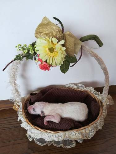 ホワイトボルゾイ♫ 犬の販売 1554