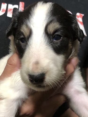 全頭、優しいオーナー様が決まりました。 犬の販売 1558