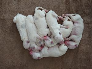 元気いっぱいな子供達 犬の販売 1566