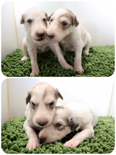 ご家族様が決まりました♪ 犬の販売 1570