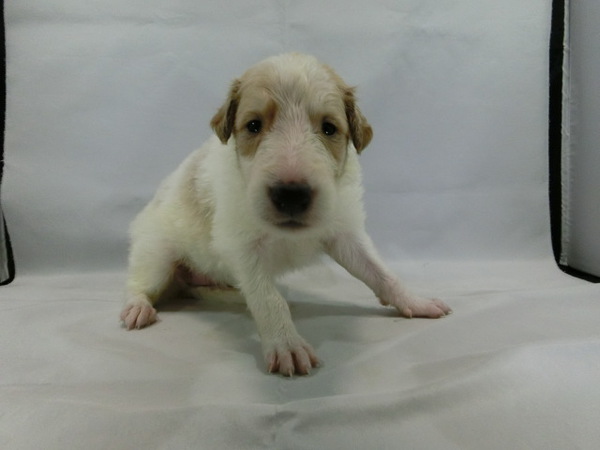とっても可愛く元気で健康な赤ちゃんが生まれました! 犬の販売 1595