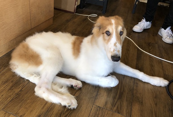 ボルゾイの男の子 犬の販売 1596