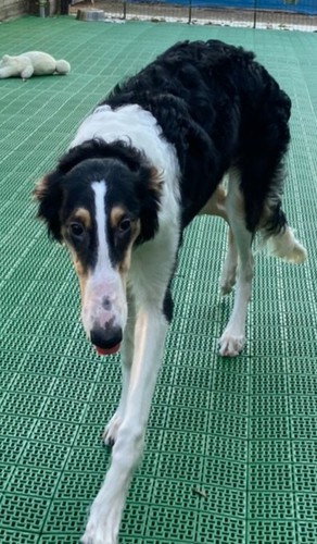 募集を締め切ります 犬の販売 1603