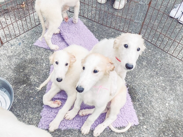 値下げしました♪ 犬の販売 1611