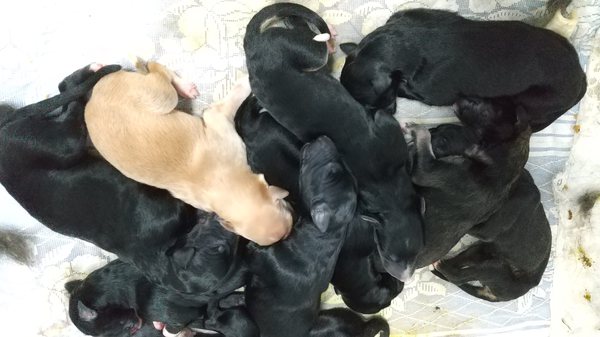 ブラックボルゾイ、両親輸入犬ロシアチャンピオン 犬の販売 1627
