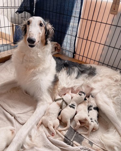 ボルゾイ産まれました。6年ぶりのボルゾイ誕生 犬の販売 1635