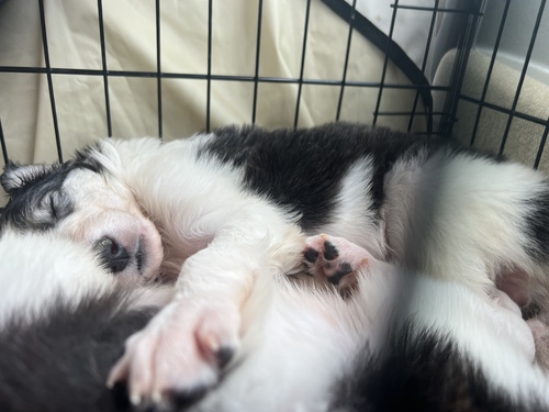 ボルゾイ 犬の販売・譲渡 1652 可愛い甘えん坊さんの女の子