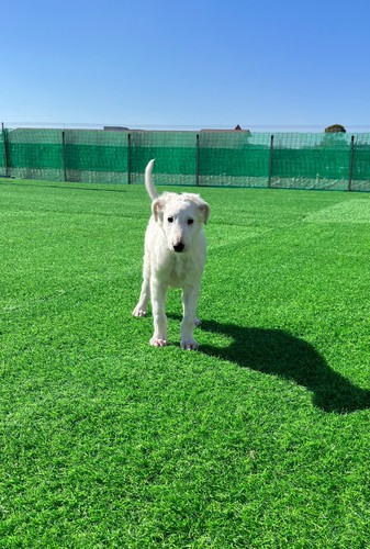 ボルゾイ 犬の販売・譲渡 1662 可愛いボルゾイの男の子
