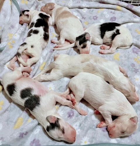 ボルゾイ 犬の販売・譲渡 1664 ボルゾイ出産しました☆諸経費込み総額35万円です♪