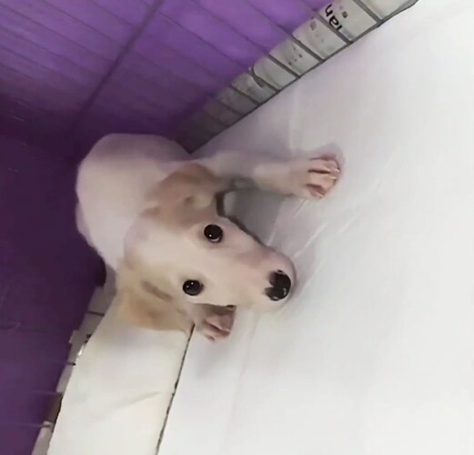 ボルゾイ ゴールド&ホワイト 犬の販売 1666