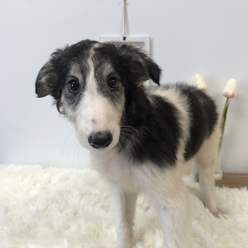 ボルゾイ 犬の販売・譲渡 1670 美しいボルゾイ