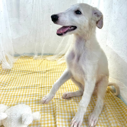 ボルゾイ 犬の販売・譲渡 1672 全て込みの総額です!