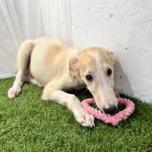 ボルゾイ 犬の販売・譲渡 1676 全て込みの総額です!