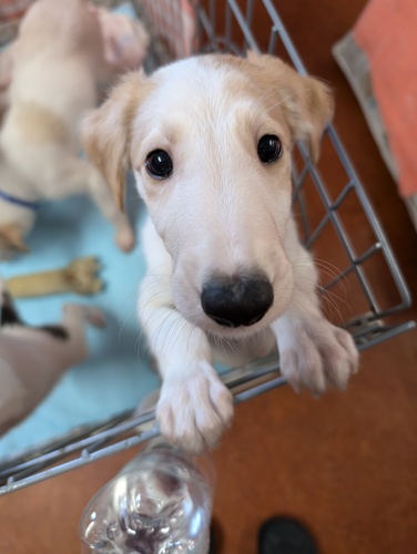 ボルゾイ 犬の販売・譲渡 1680 ゴールド君