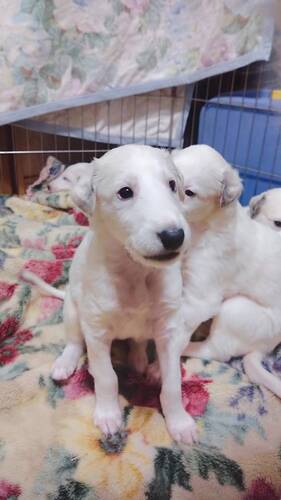 ボルゾイ 犬の販売・譲渡 1686 特別な血統を受け継ぐボルゾイの子犬をご紹介!