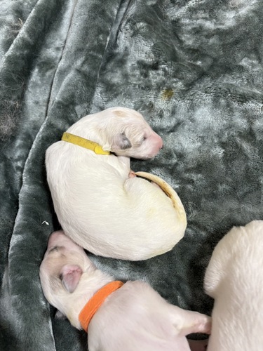 ボルゾイ 犬の販売・譲渡 1689 【希少・真っ白な貴族犬】ホワイトボルゾイの子犬