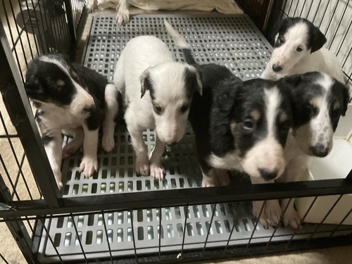 ボルゾイ 犬の販売・譲渡 1699 ボルゾイの赤ちゃん産まれました