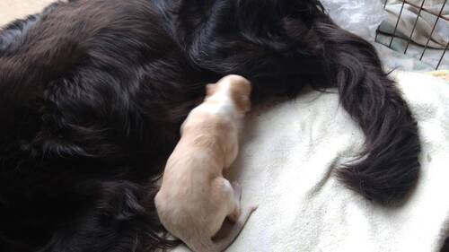 ボルゾイ  犬の販売・譲渡 1701 ボルゾイ子犬販売中|チャンピオン直子・上質で穏やか