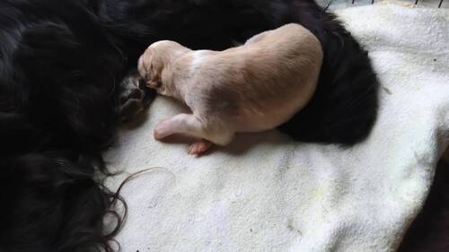 ボルゾイ  犬の販売・譲渡 1702 ボルゾイ子犬販売中|チャンピオン直子・上質で穏やか