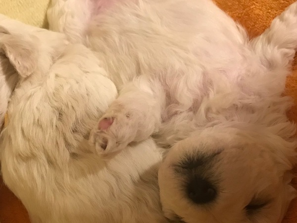 日本初!!純北欧父親ワールドチャンピオン 犬の販売 168