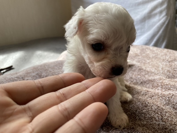 血統優秀!!お母さんPRA遺伝子検査済 犬の販売 172