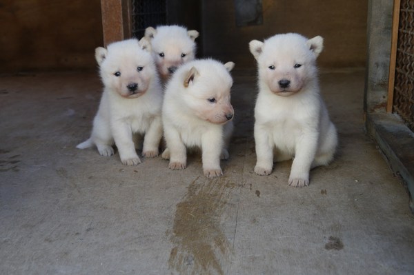 飼い主さんが決定しました。ありがとうございました。 犬の販売 446