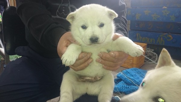 飼い主さんが決定しました。ありがとうございました。 犬の販売 453