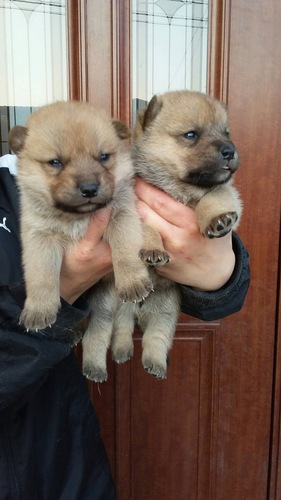 飼い主さんが決定しました。ありがとうございました。 犬の販売 454