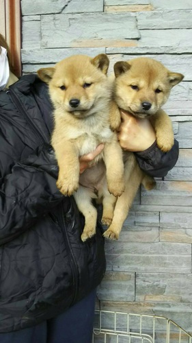 飼い主さん決定しました。有難うございました。 犬の販売 461