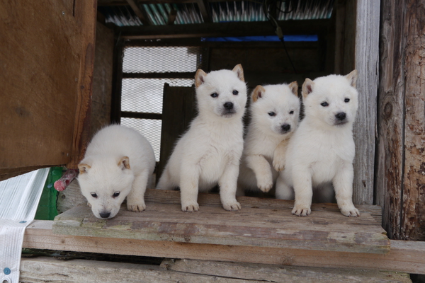 飼い主さんが決定しました。有難うございました。 犬の販売 465