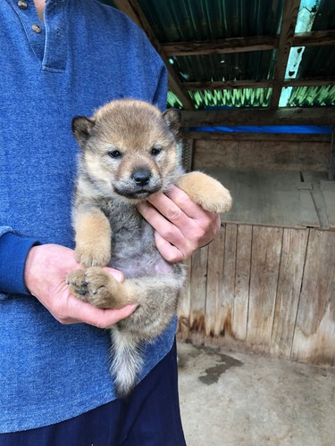 子犬の飼い主さんが決定しました。有難うございました 犬の販売 480