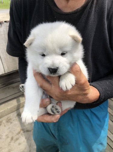 飼い主さんが決定しました。有難うございました。 犬の販売 482