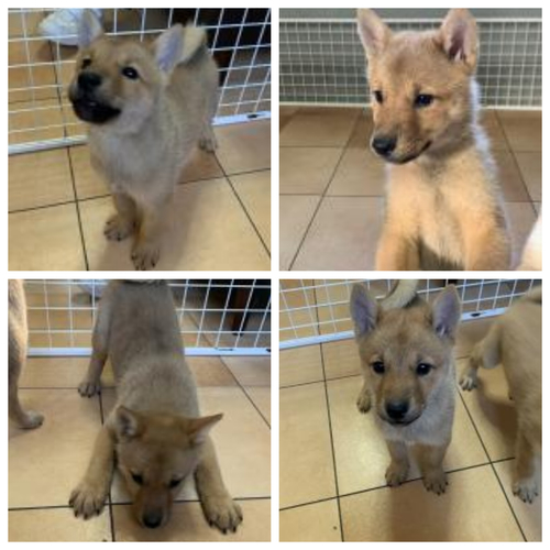 元気な男の子 犬の販売 484