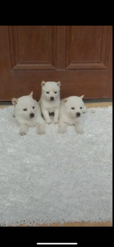 飼い主さんが決定しました。有難うございました。 犬の販売 485