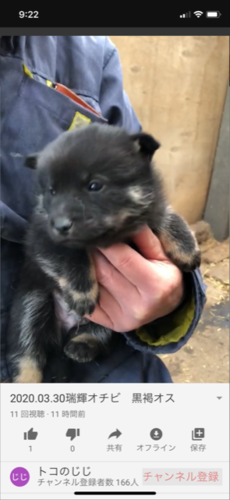 飼い主さんが決りました。有難うございました。 犬の販売 488