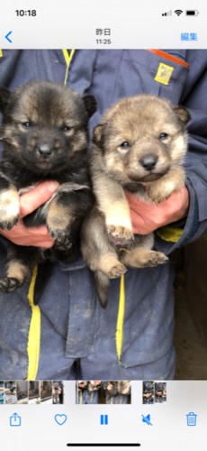 飼い主さんが決定しました。有難うございました。 犬の販売 489