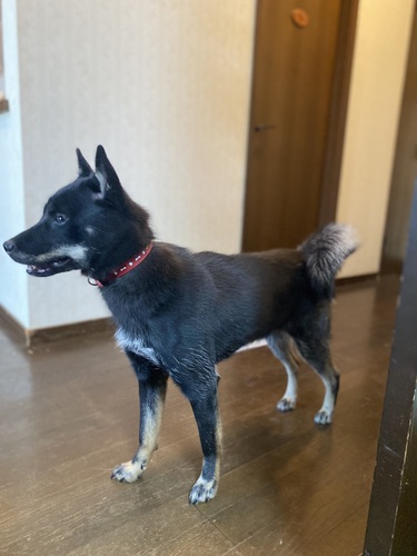 北海道犬 犬の販売・譲渡 502 2歳 北海道犬