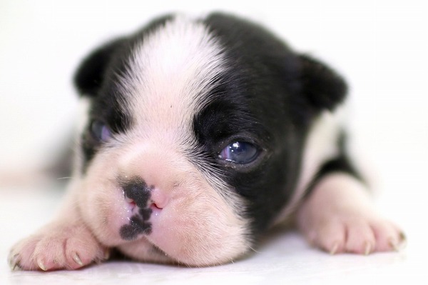 色素のしっかリしたボストンの兄弟たち 犬の販売 3589