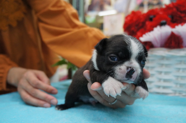 小ぶりなボストン3兄妹★ご見学ください!! 犬の販売 3595