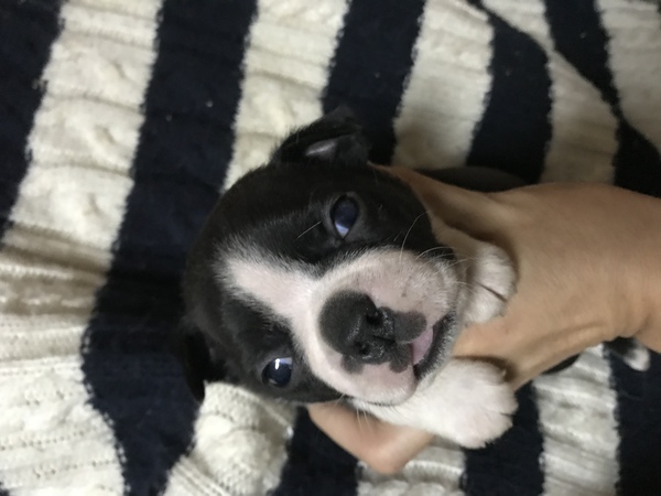 小ぶりで可愛いボストンです 犬の販売 3598