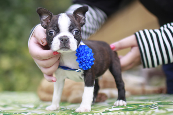 とっても元気で可愛い三兄弟 犬の販売 3600
