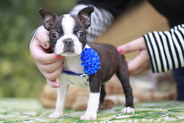 とっても元気で可愛い三兄弟 No 3600 ボストンテリア 子犬販売 犬の出産情報 Dogoo Com