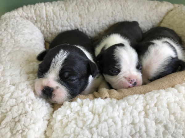 ボストンテリアの仔犬たち 犬の販売 3611