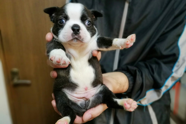 可愛い兄弟 犬の販売 3617
