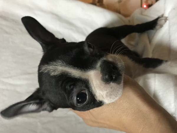 小ぶりで可愛いです 犬の販売 3622