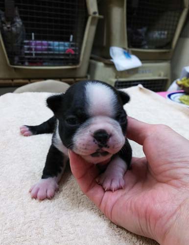 小さなアメリカ紳士、ボストンテリアの子犬! 犬の販売 3626
